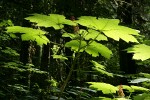 Marymere Falls Trail, Olympic National Park