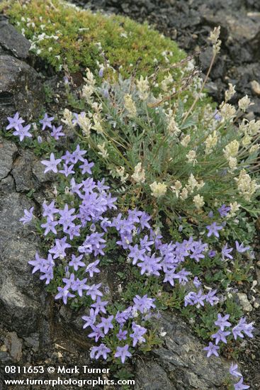 Campanula piperi