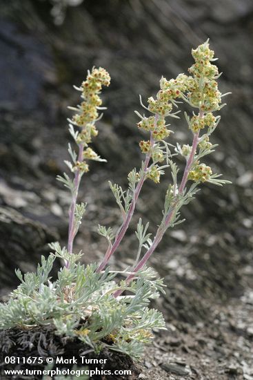 Boreal Sagebrush
