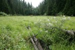 Heather Meadows, Mt. Baker-Snoqualmie NF