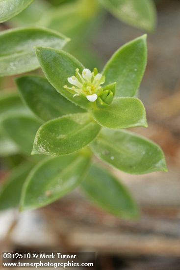 Sea Purslane blossom & foliage