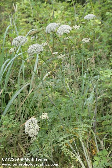 Pacific Hemlock-parsley