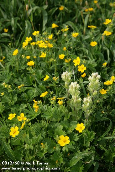 Castilleja parviflora