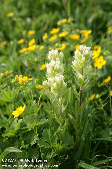 Castilleja parviflora