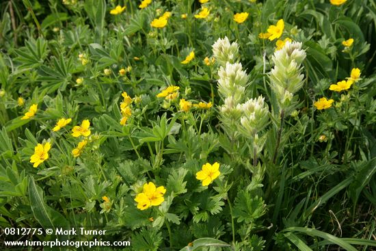 Castilleja parviflora