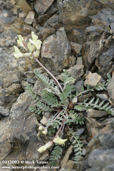 Oxytropis campestris var. spicata