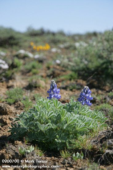 Lupinus lepidus var. lepidus