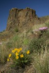 Hooker's Balsamroot, Showy Phlox among Bluebunch Wheatgrass on Yakima Canyon hillside
