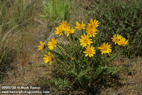 Balsamorhiza hookeri