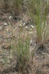 Ballhead Sandwort