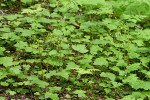 Northern Coralroot among Tiarella foliage