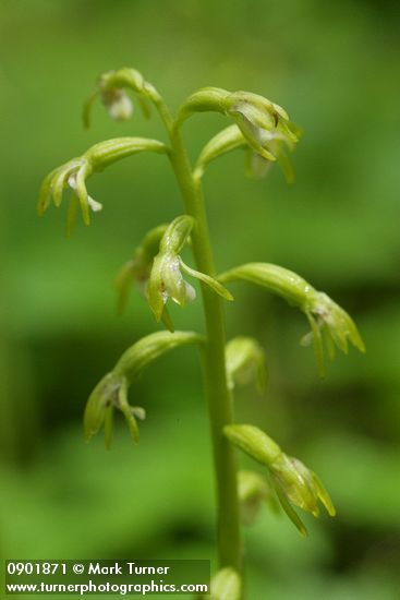 Northern Coralroot blossoms