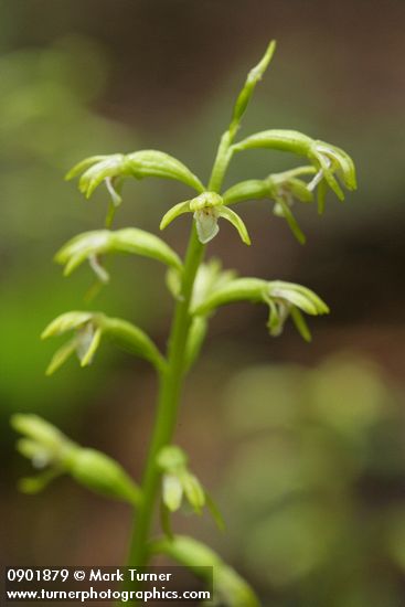 Northern Coralroot blossoms