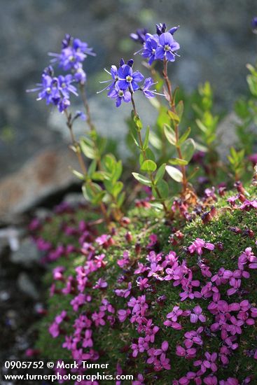 Silene acaulis