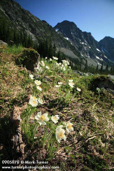 Anemone occidentalis
