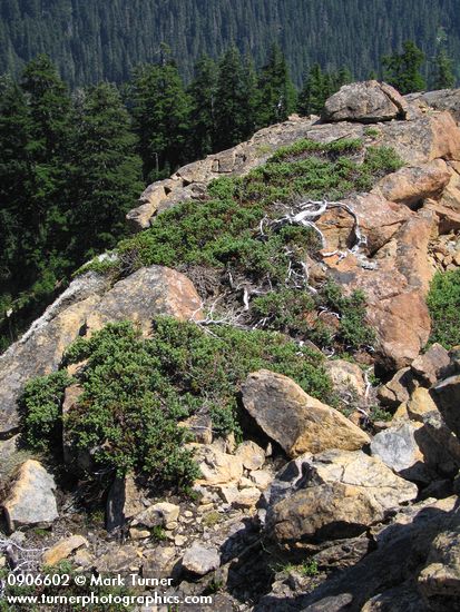 Mountain Juniper on serpentine ridge