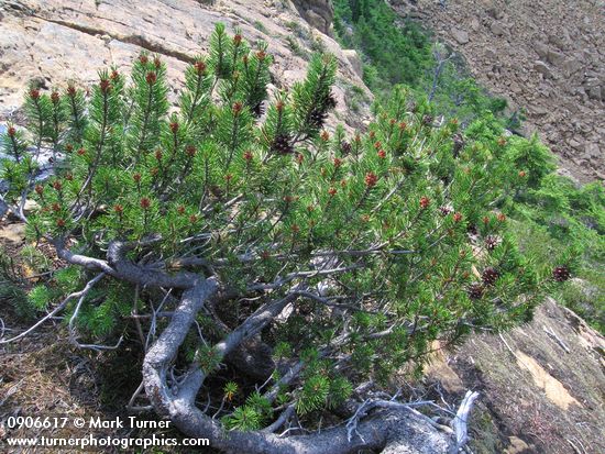 Lodgepole Pine alpine krummholz form