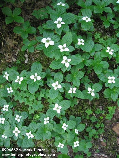 Bunchberry