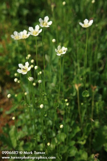 Parnassia fimbriata