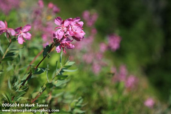 Chamaenerion angustifolium