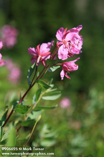 Chamaenerion angustifolium