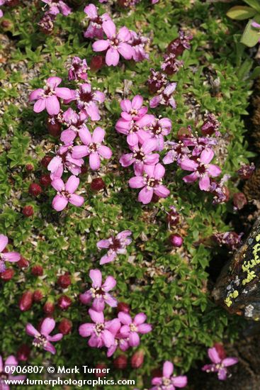 Silene acaulis