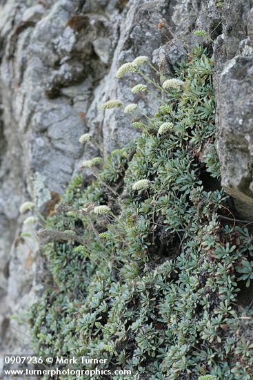 Chelan Rockmat