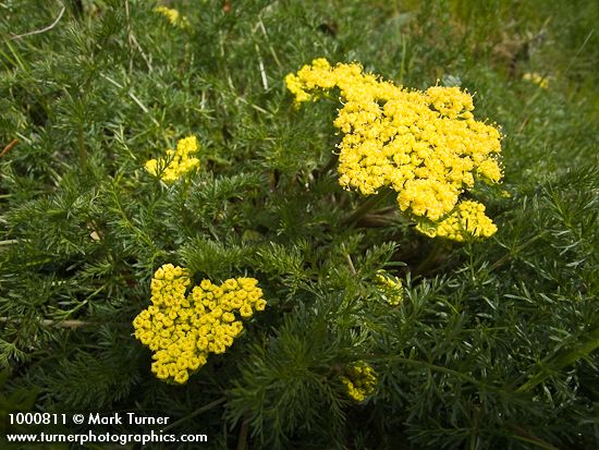 Spring Gold