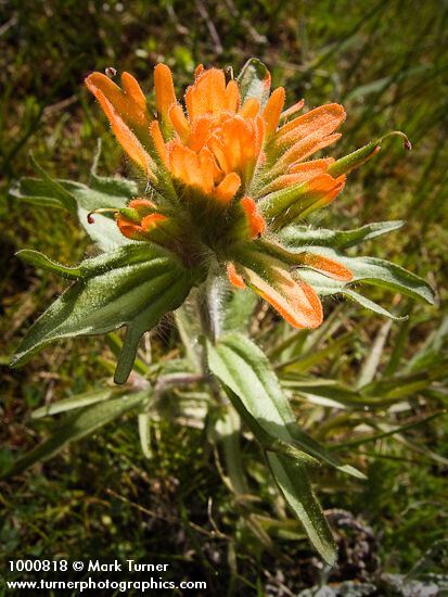 Harsh Paintbrush