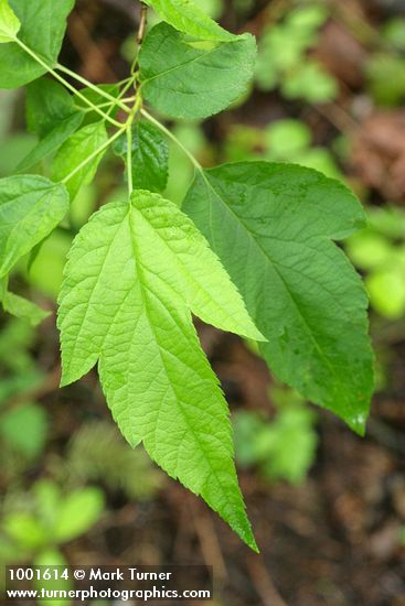 Pacific Crabapple foliage detail
