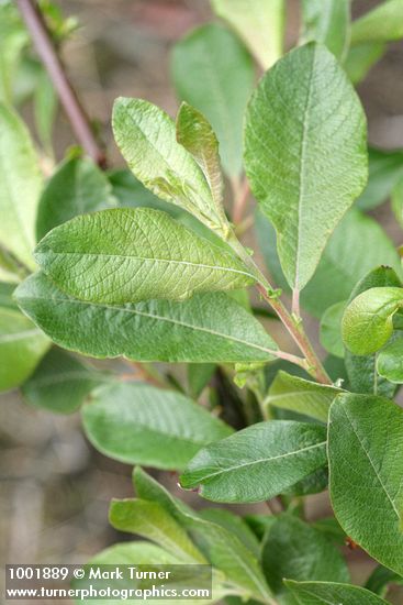 Sitka Willow foliage detail