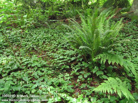 Maianthemum dilatatum