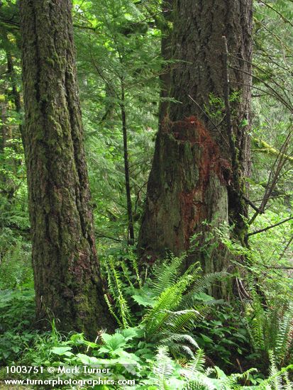 Douglas-firs w/ Sword Ferns at base