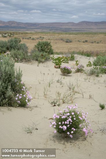 Phlox longifolia
