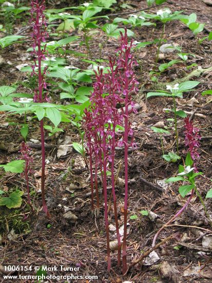 Corallorhiza mertensiana