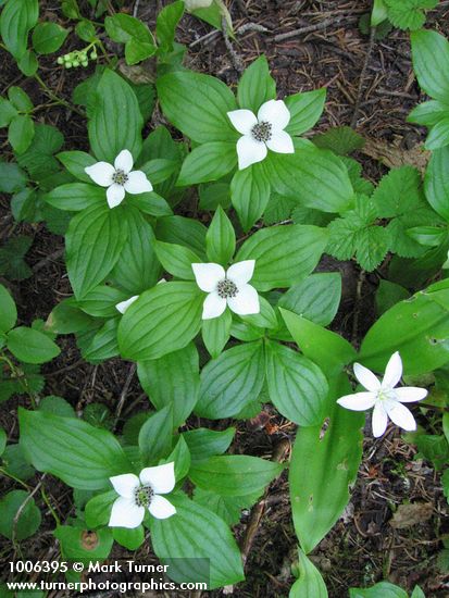 Bunchberry w/ Queen-cup