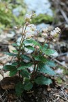 Menzies' Pipsissewa