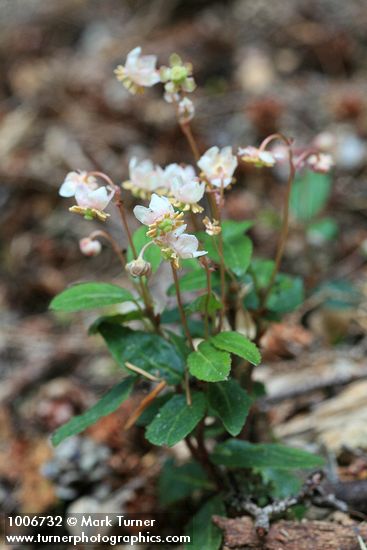 Menzies' Pipsissewa