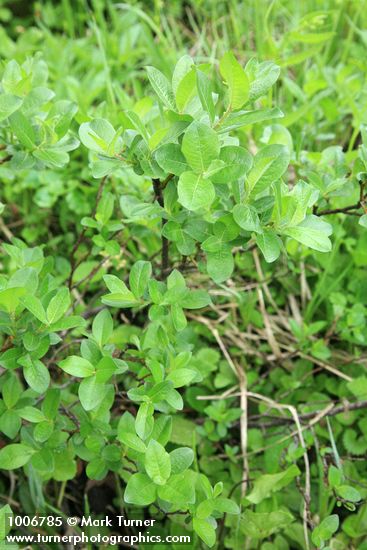 Grayleaf Willow