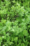 Grayleaf Willow