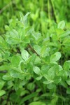 Grayleaf Willow