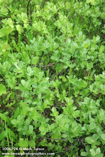 Grayleaf Willow