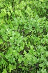 Grayleaf Willow
