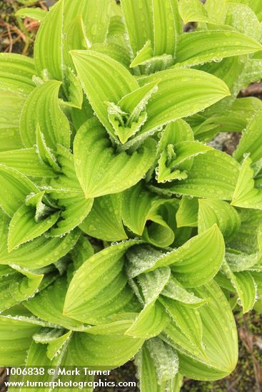 Green Corn Lily foliage w/ raindrops