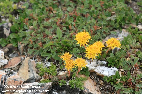 Sedum lanceolatum