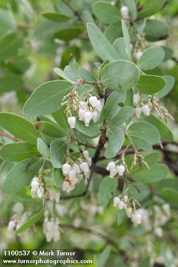 Whiteleaf Manzanita blossoms & foliage