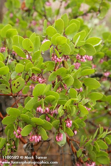 Arctostaphylos patula