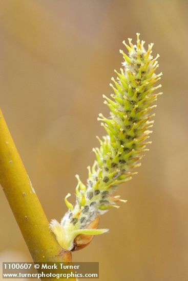 Arroyo Willow female catkin detail