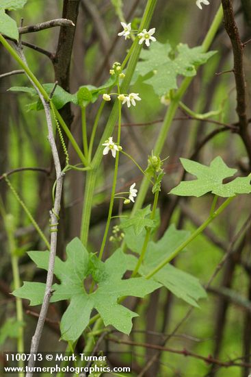 California Manroot