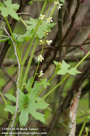 California Manroot
